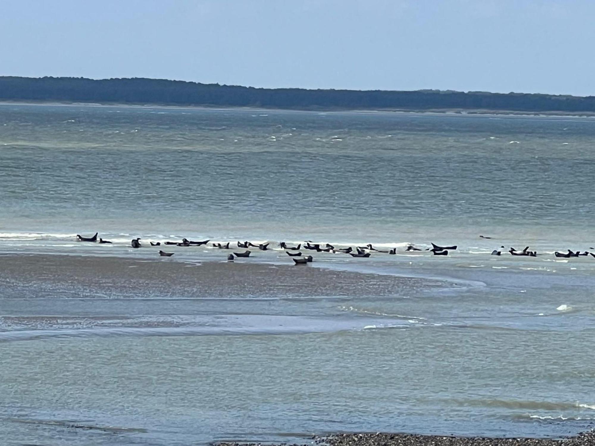 Plage A 50M Appartement Reves De Mer Villa Les Bains De Mers Eksteriør bilde