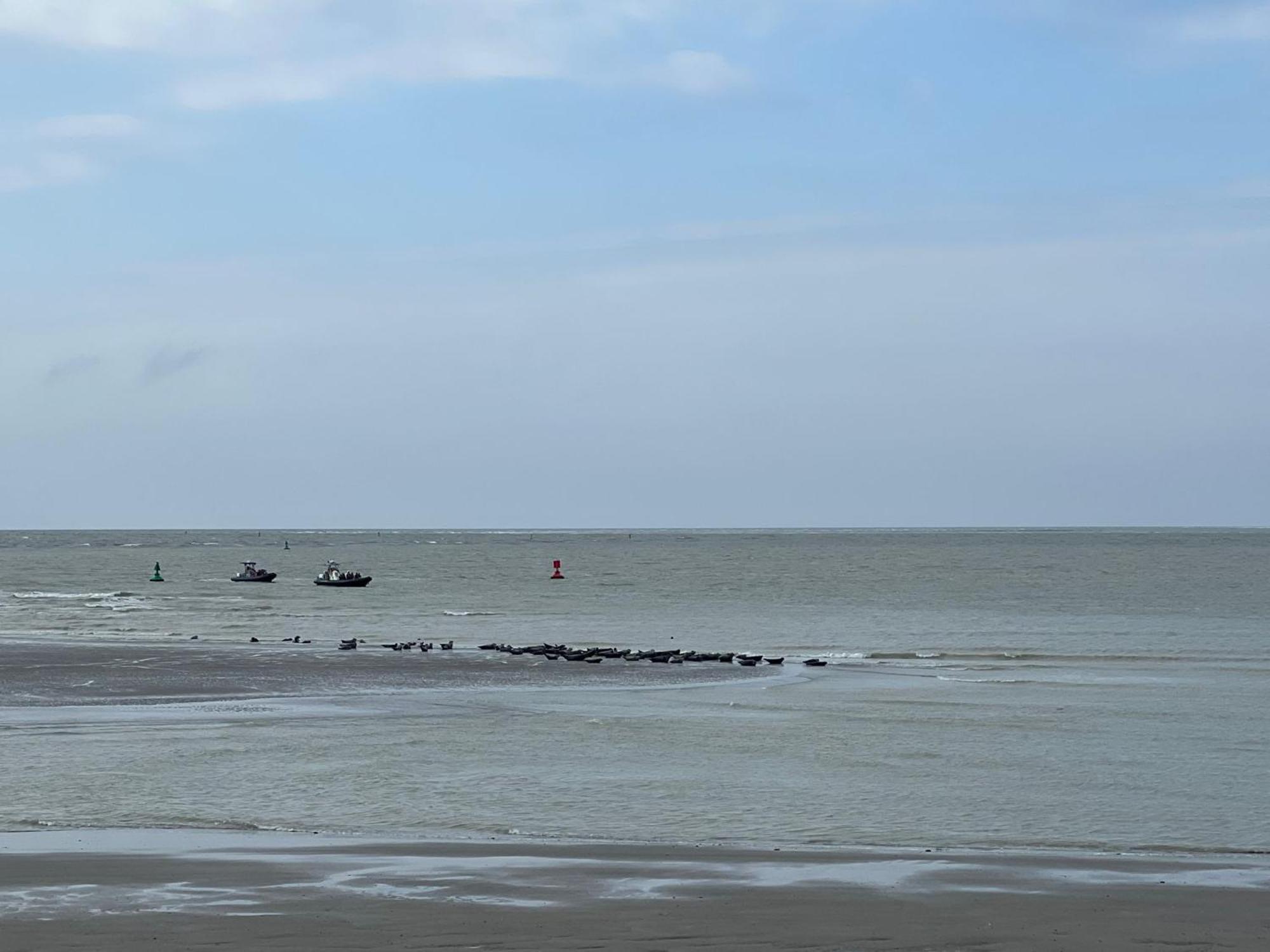 Plage A 50M Appartement Reves De Mer Villa Les Bains De Mers Eksteriør bilde